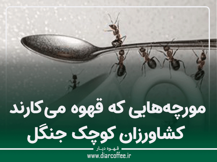 مورچه